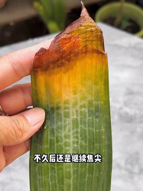 君子兰常见虫害