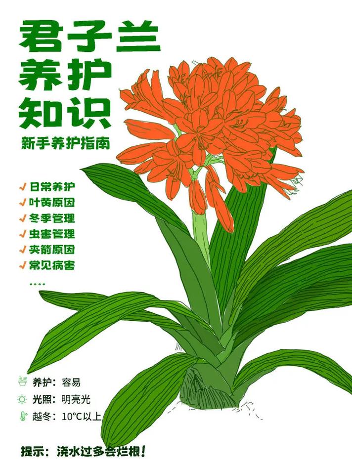 君子兰常见病虫害防治