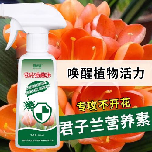 君子兰病虫害防治及用药