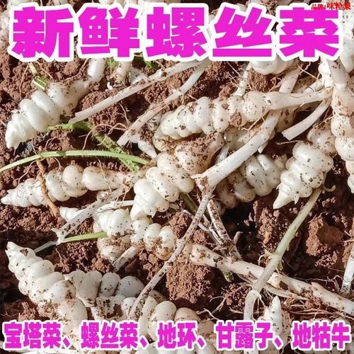甘露子种植方法