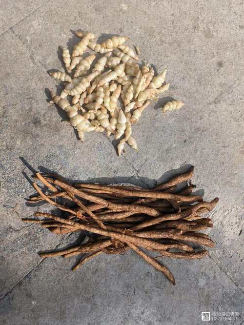 怎么养甘露子(咸菜中的“甘露”是什么植物?)