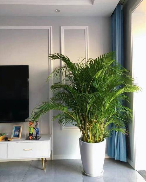 想要家里绿植多一点,绿植有哪些摆放禁忌不?