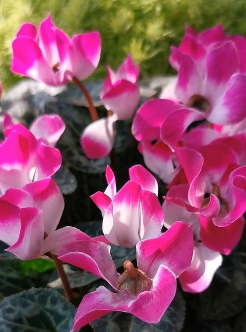 冬季有什么花开放?冬季可观赏的花卉(附图)