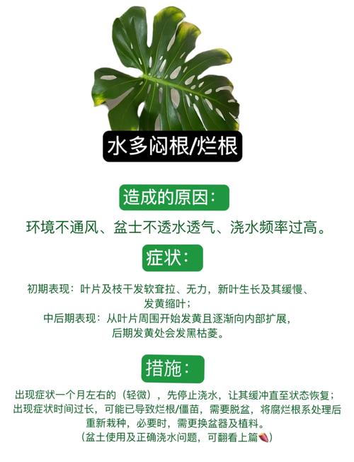 琴叶榕叶子发黄枯萎的原因及解决方法是什么?