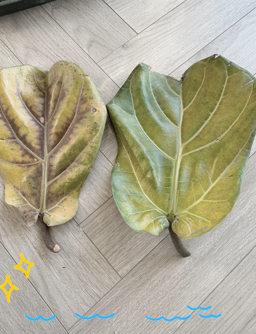 琴叶榕黄叶枯萎怎么办