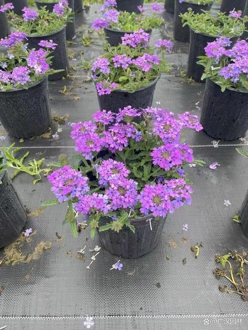 美女樱怎样养护花量多?注意以下几方面,美女樱轻松开爆盆!