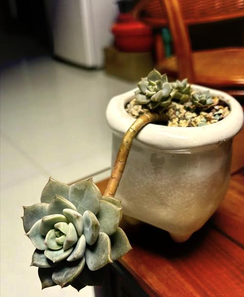 白牡丹为景天科拟石莲花属一种多年生肉质草本植物,如何养殖白牡丹呢...