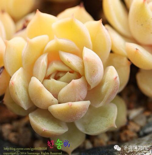 石莲花黄叶的原因和处理办法