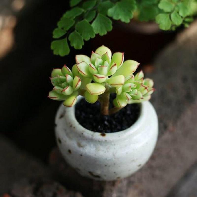 多肉植物酥皮鸭黄叶,怎么办?