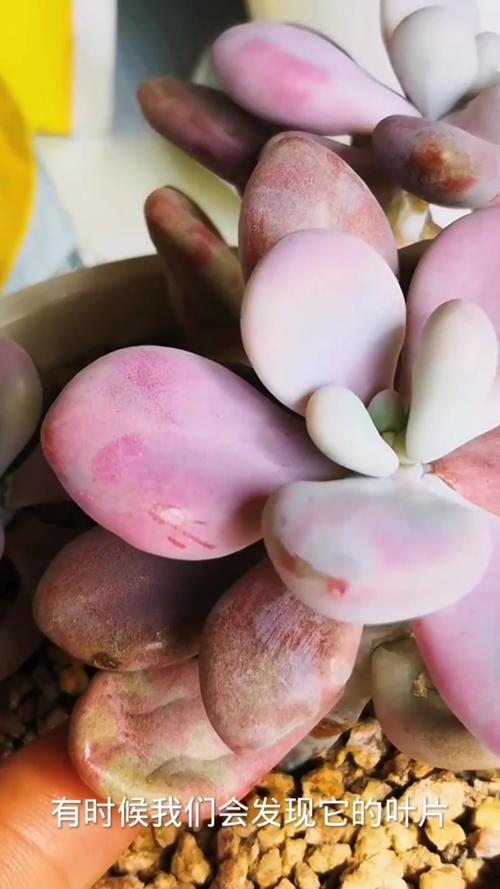 家庭种植的多肉叶片有一些发焦发黄,这是怎么回事?