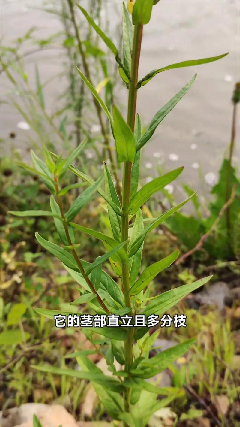 屈曲花什么时候开花