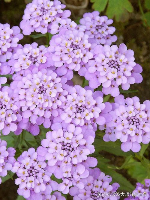屈曲花的养护要点