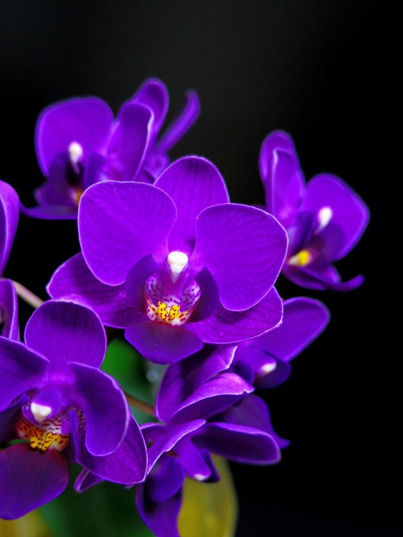 蝴蝶花有多少种