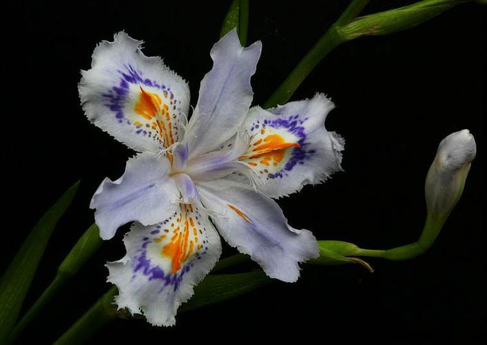4种“蝴蝶花”,冬天不怕冷,一层叶一层花,狂开180天!