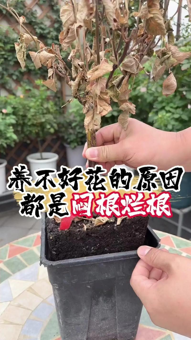 植物烂根的原因