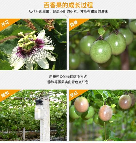 广东西番莲采收及食用方法