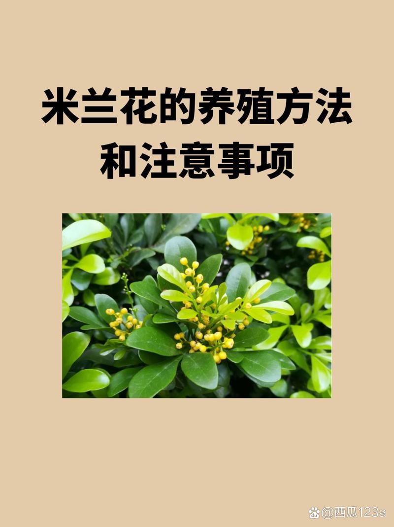 米兰花的养殖方法和注意事项