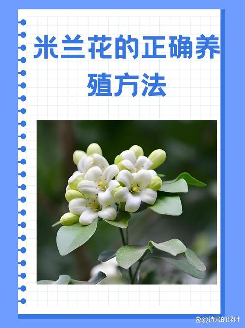 米兰的室内养殖方法和注意事项,光照修剪养护