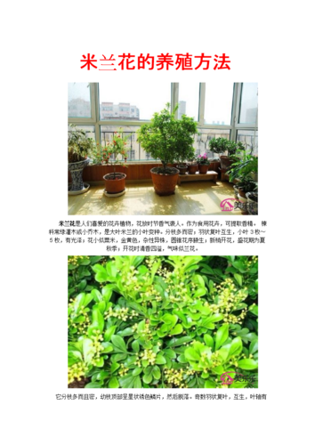 米兰花如何养,米兰花的养殖方法和注意事项