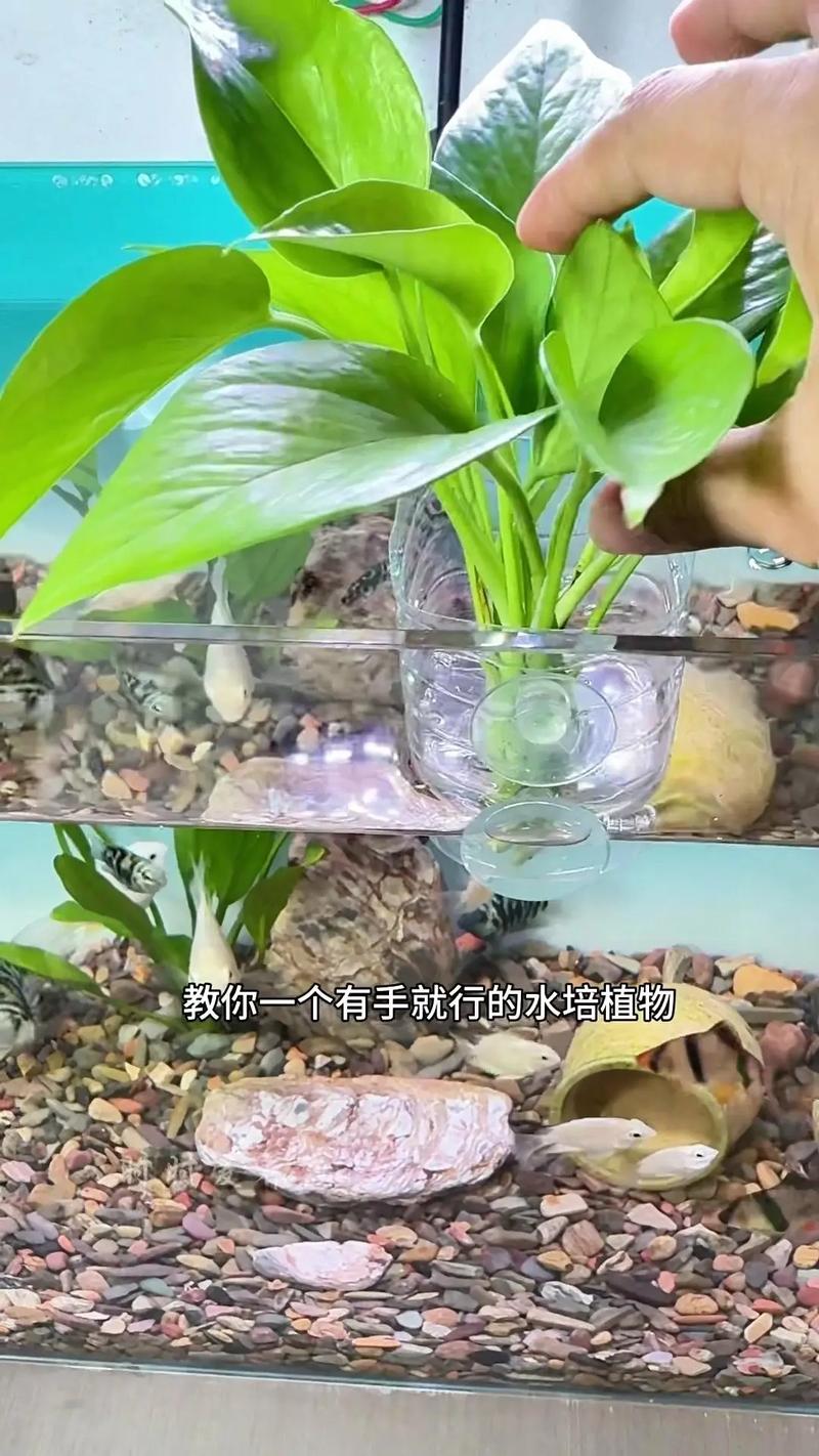 大叶绿萝怎么水培