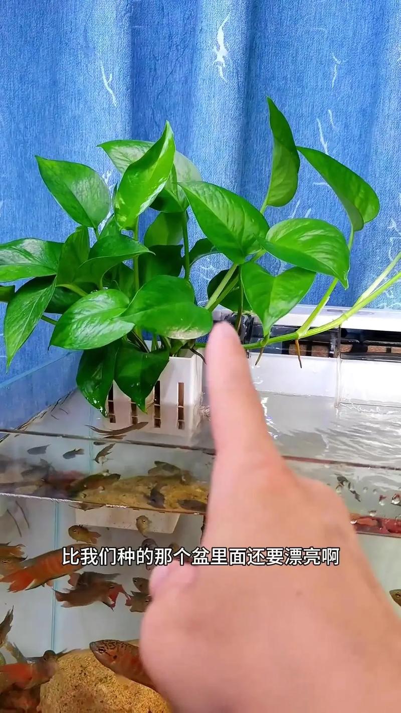 大叶绿萝插水里能活吗?