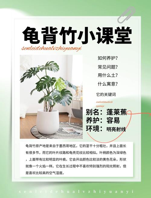 龟背竹怎么浇水,多久不浇水会死