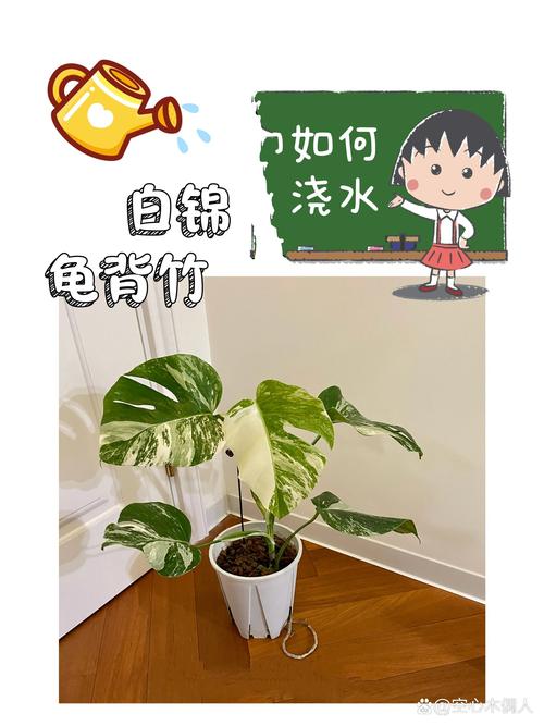 白锦龟背竹怎么浇水