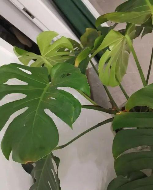 龟背竹多久浇一次水