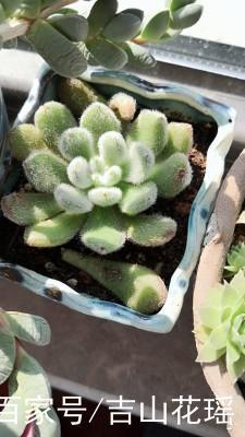 锦司晃怎么养护
