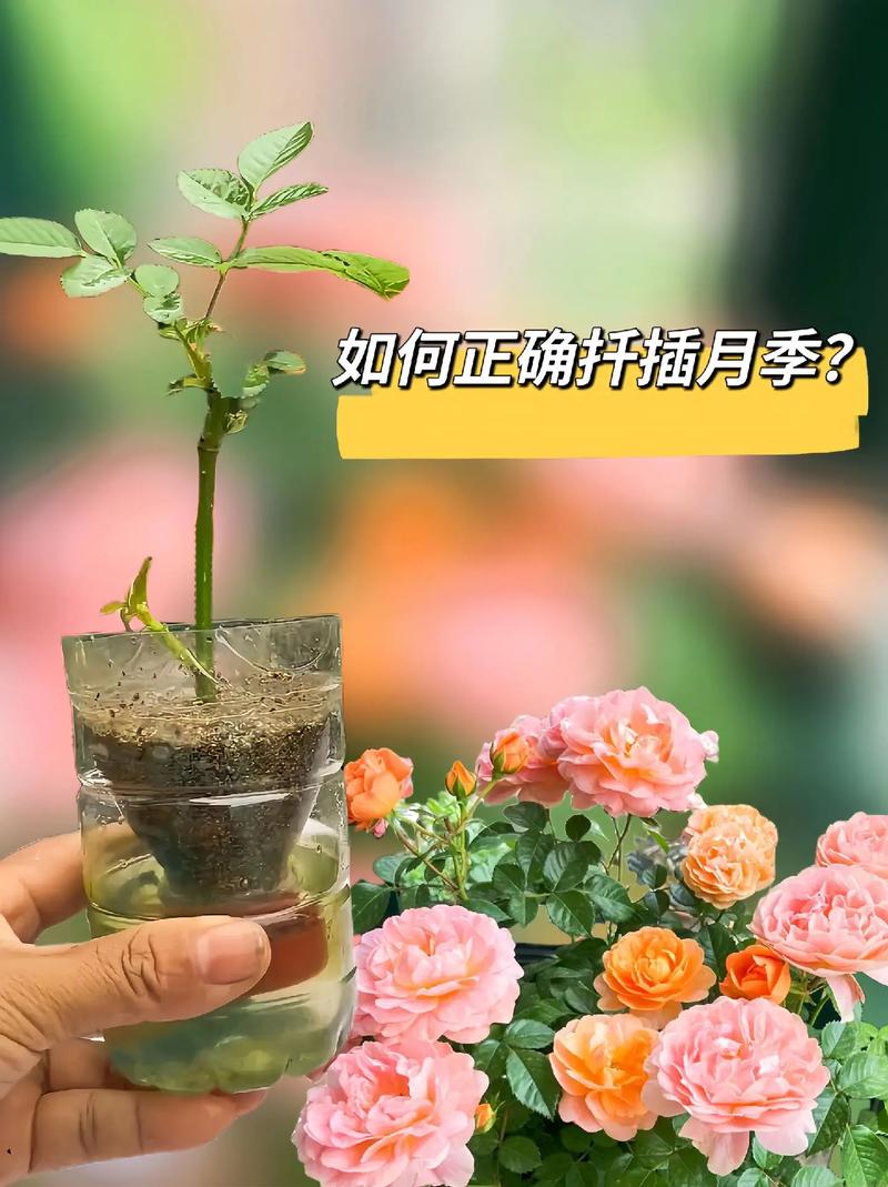 月季花扦插时间和方法是什么?