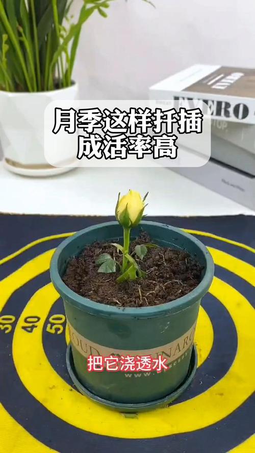 月季花什么时候扦插成活率高