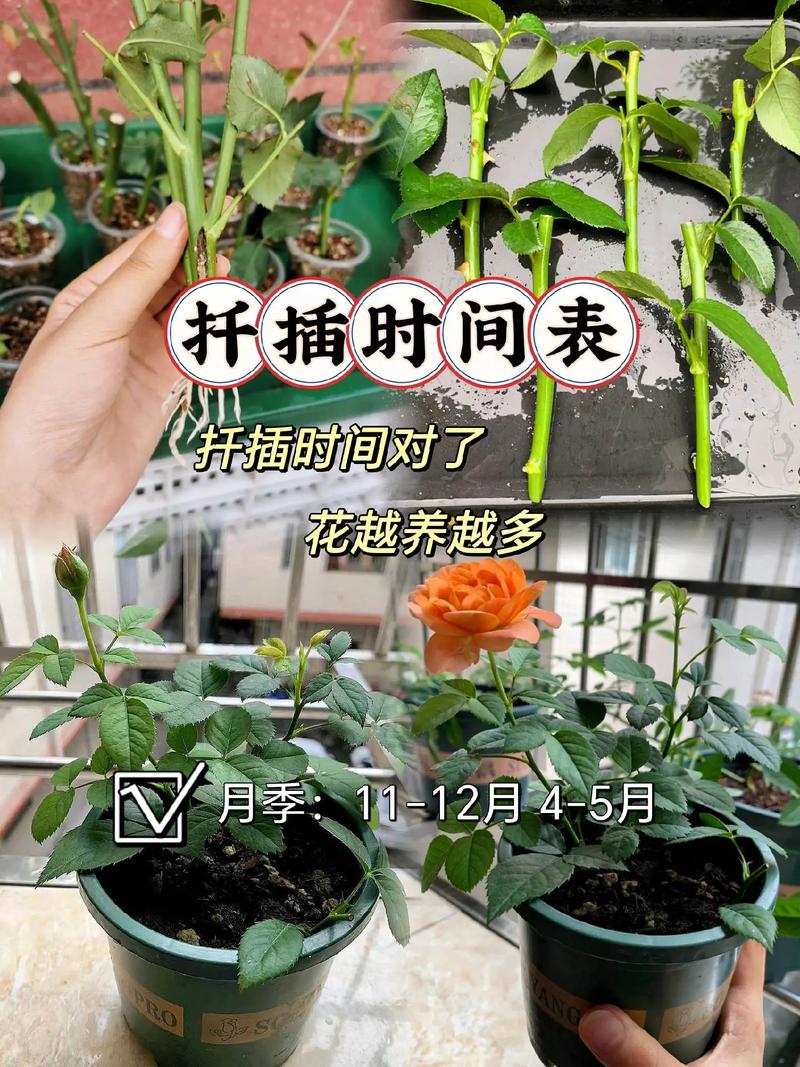 月季花扦插时间和方法及剪枝时间