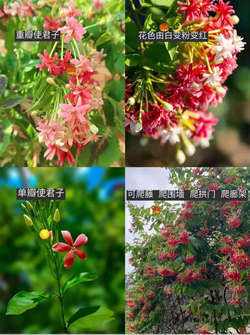 使君子有什么作用,园林景观可供观赏