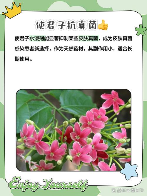 使君子的功效与作用