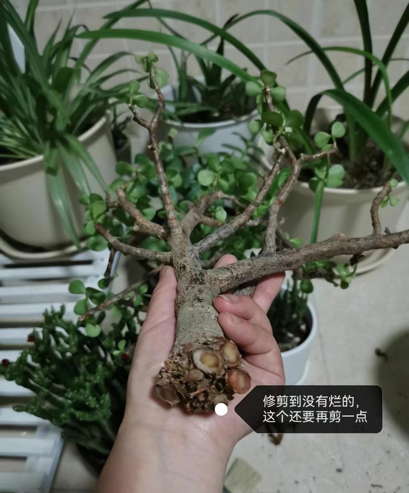 金枝玉叶一碰就掉树枝枯萎了怎么办?