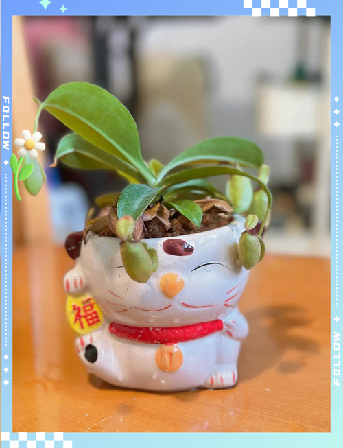 猪笼草的家庭养殖方法和注意事项有什么,怎么养殖比较好?