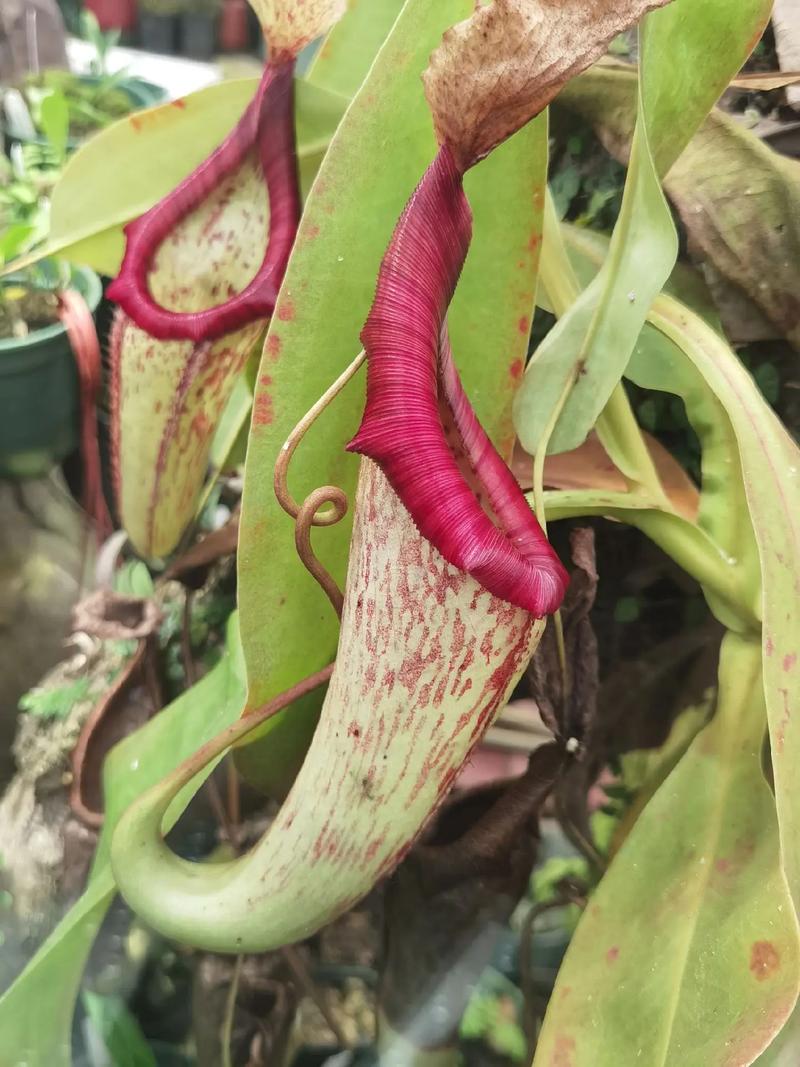 猪笼草是什么植物,有什么特点?