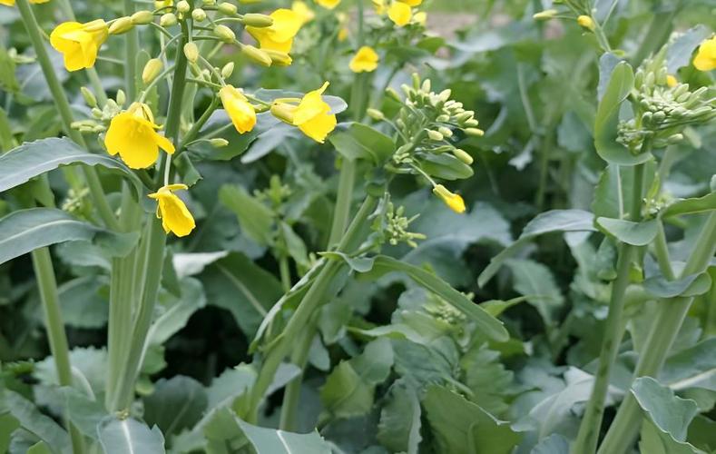 油菜花_期黄叶什么问题
