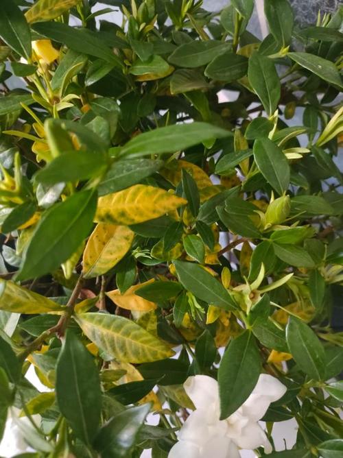 油菜花黄叶的原因及处理