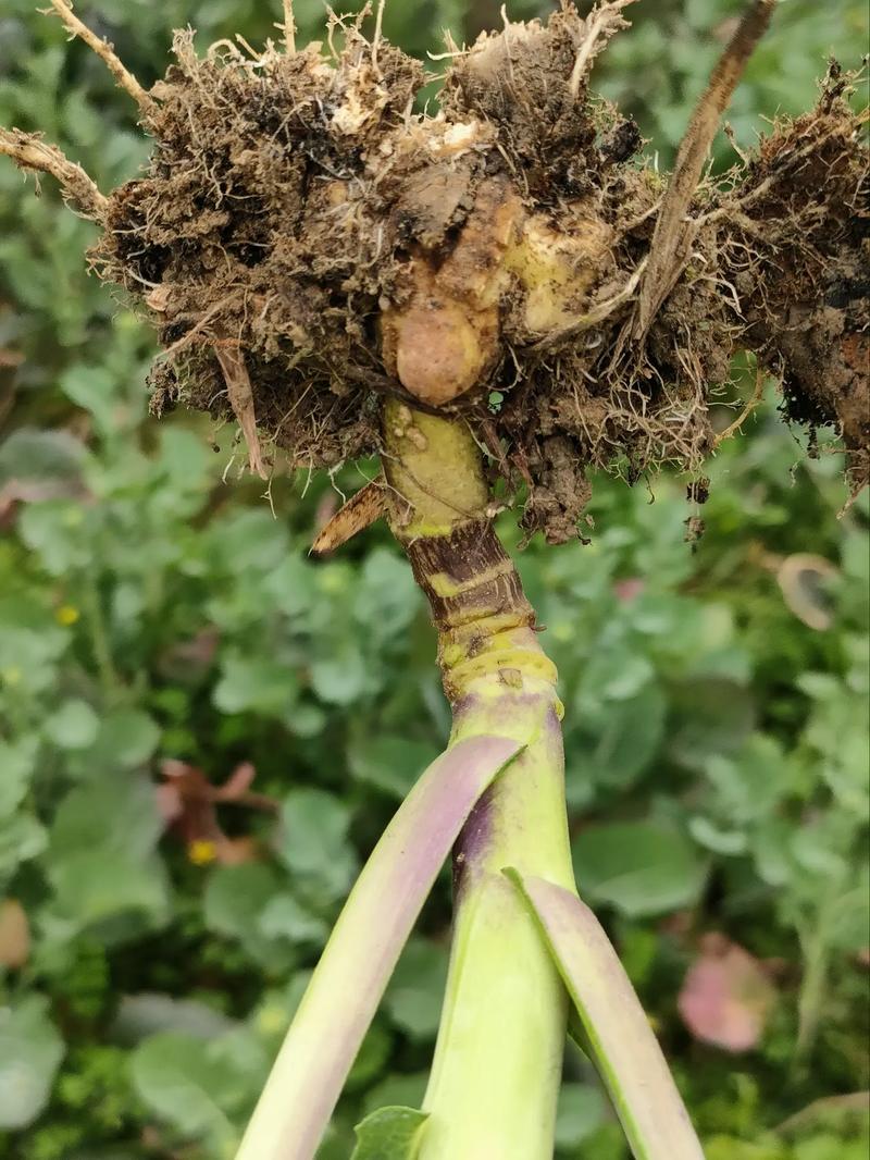 油菜开花期植株发枯是怎么回事?