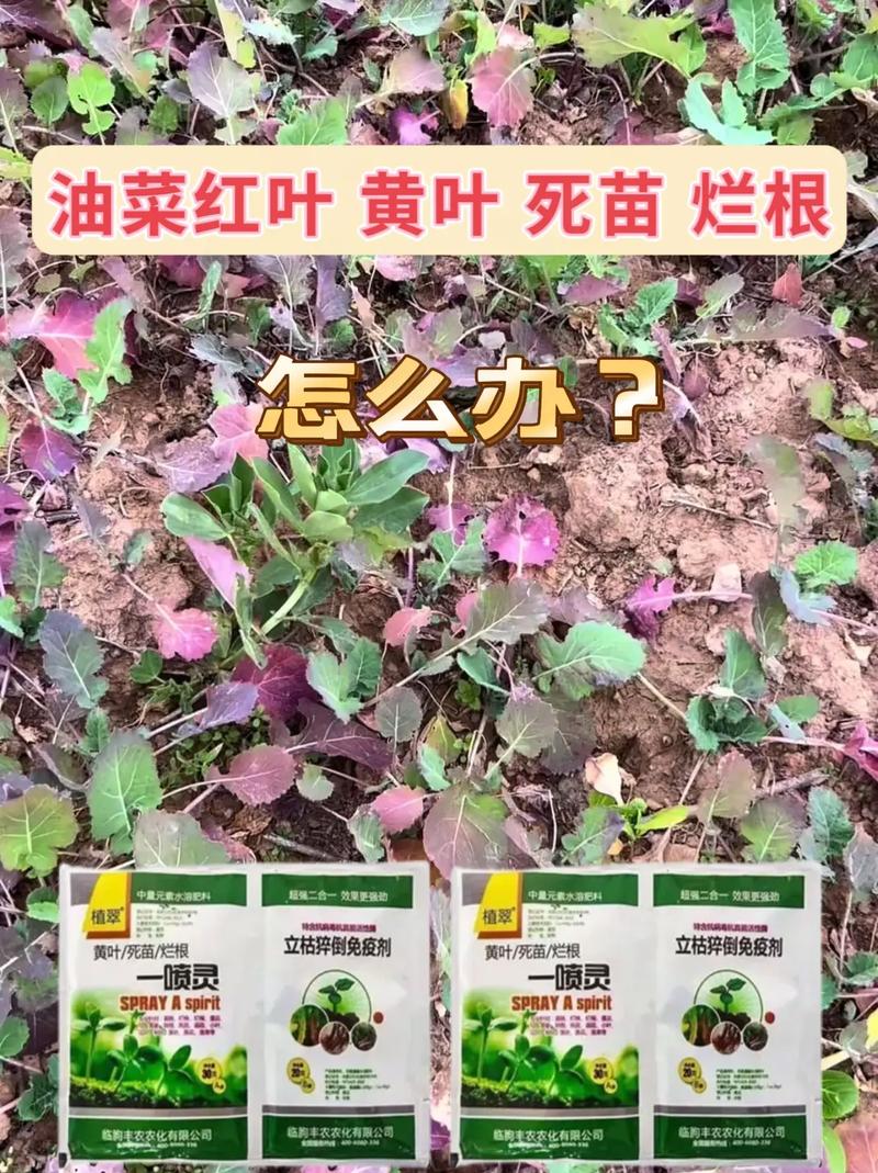 油菜叶变黄是什么原因