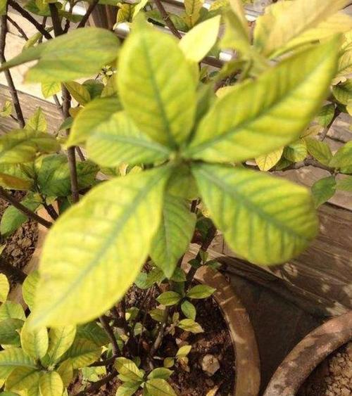 油菜花黄叶的原因和处理办法