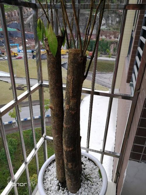 发财树树皮扒掉能恢复吗