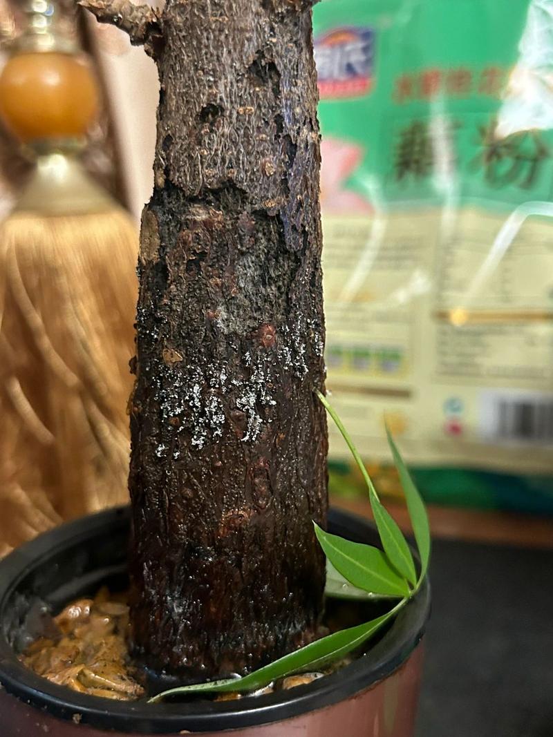 发财树树皮腐烂割掉吗,树皮没了会自己修复吗