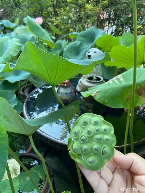 公园中生长的莲花上的莲蓬中的莲子,可以食用吗?是“银耳莲子粥”中的...
