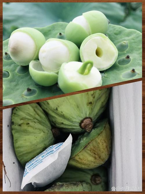 莲蓬里的莲子能吃吗?吃莲子好吗?