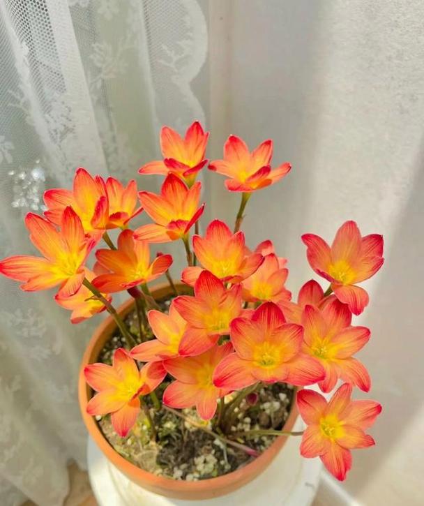 啥花都可以不养,唯独这10种,100盆都不嫌多