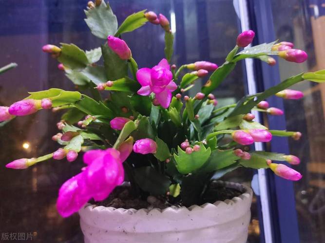 这“3种”花没钱也要养,去甲醛保健康,10盆都不嫌多!
