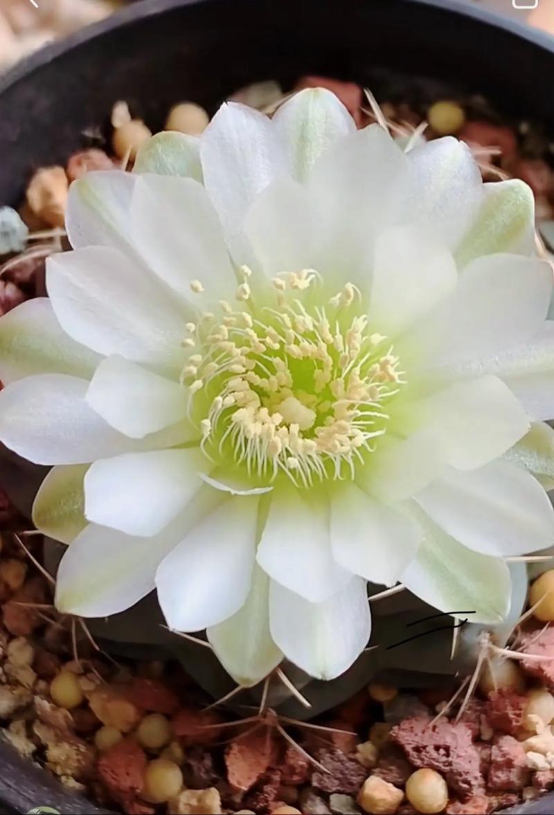 什么花去甲醛比较好