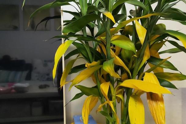 要吸收甲醛防止二手烟就选这7种花吧!